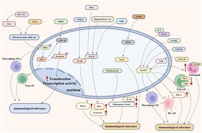 Pathways and molecules for overcoming immunotolerance in metastatic gastrointestinal tumors